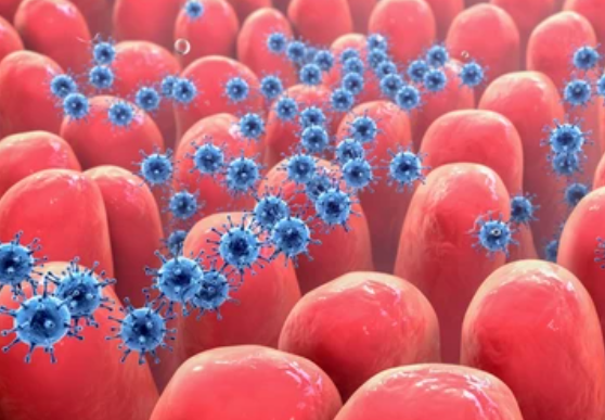 Memahami CMV IgM dan IgG: Pentingnya Tes dalam Diagnosa Infeksi Sitomegalovirus